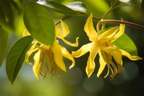 ylang ylang meaning